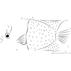 Bicolor Angelfish Dot to Dot Worksheet
