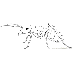 Ant Pest Control Dot to Dot Worksheet
