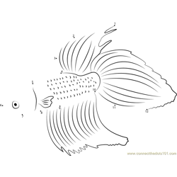 Round Tail Betta Fish Dot to Dot Worksheet