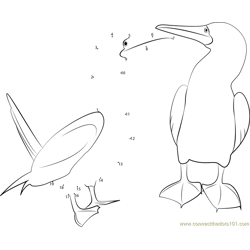 Blue Footed Booby Dance Dot to Dot Worksheet