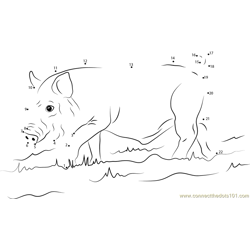 Young Wild Boar Dot to Dot Worksheet