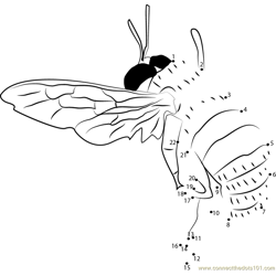 Fly Bumble Bee Dot to Dot Worksheet
