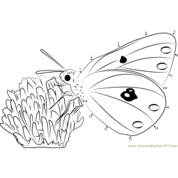 Colias Hyale Butterfly Dot to Dot Worksheet