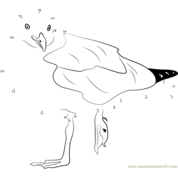 A Seagull with A Broken Leg Dot to Dot Worksheet