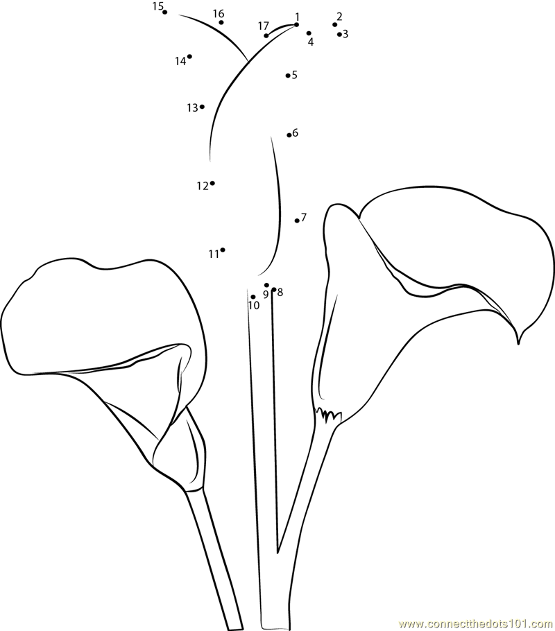 calla flowers coloring pages - photo #6