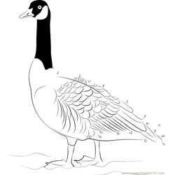Canada Goose in New Zealand Dot to Dot Worksheet