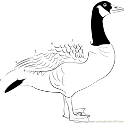The Majestic Canada Goose Dot to Dot Worksheet