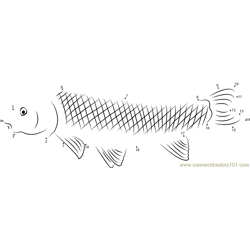 Carp Fish Royalty Dot to Dot Worksheet