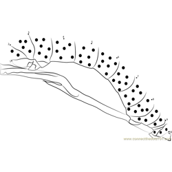 Taman Negara Caterpillar Dot to Dot Worksheet