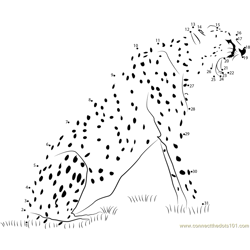 Animal State Cheetah Dot to Dot Worksheet