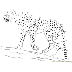 Cheetah Walk Dot to Dot Worksheet