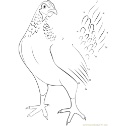Mostly White Chicken Dot to Dot Worksheet