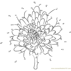 Chrysanthemum Dot to Dot Worksheet