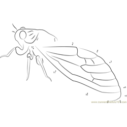 Insects Cicada Dot to Dot Worksheet