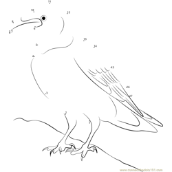 Common Raven Corvus corax Dot to Dot Worksheet