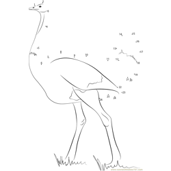 Emu Birds Dot to Dot Worksheet