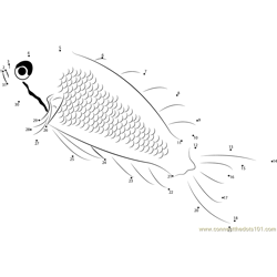 Lyretail Anthias Fish Dot to Dot Worksheet