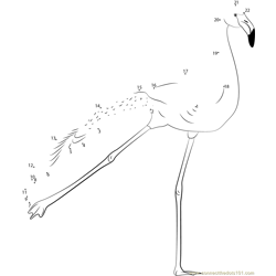 Flamingo Bird Dance Dot to Dot Worksheet