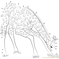Giraffe Eating Grass Dot to Dot Worksheet
