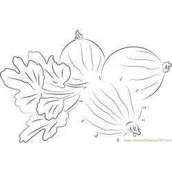 Gooseberry with Leaves Dot to Dot Worksheet