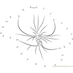 Hydrangea Flower Dot to Dot Worksheet