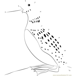 Common Loon Dot to Dot Worksheet