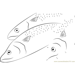 Papuan Spanish Mackerel Dot to Dot Worksheet