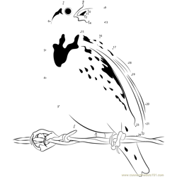 Cool Meadowlark Bird Dot to Dot Worksheet