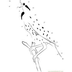 Juvenile Meadowlark Dot to Dot Worksheet