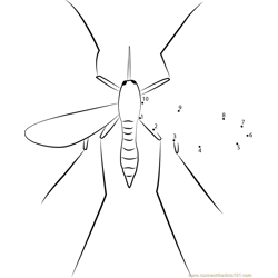 Male Adult Mosquito Dot to Dot Worksheet