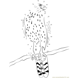 Northern Goshawk Esteemed Bird of Prey Dot to Dot Worksheet