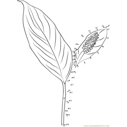 Peace Lily Flower Dot to Dot Worksheet