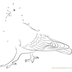 Feral Pigeon Dot to Dot Worksheet