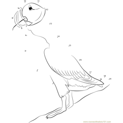 Atlantic Puffin Straight Up Dot to Dot Worksheet
