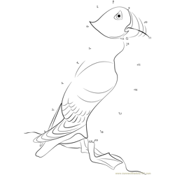 Puffin Standing Alone Dot to Dot Worksheet
