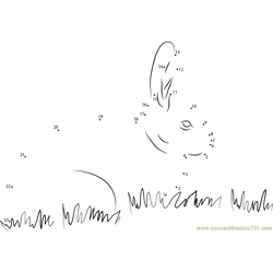 Rabbit in Grass Dot to Dot Worksheet