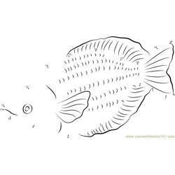 Boeseman's Rainbowfish Dot to Dot Worksheet