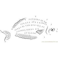 Red Rainbowfish with Yellow Colouration Dot to Dot Worksheet