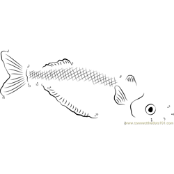 Sentani Rainbowfish Dot to Dot Worksheet