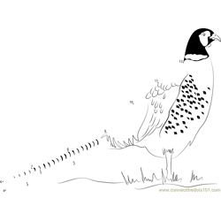 Beautiful Ring-necked Pheasant Dot to Dot Worksheet