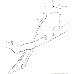 Scissor-Tailed Flycatcher Sitting on Tree Dot to Dot Worksheet