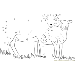 Sheep Cumbria Dot to Dot Worksheet