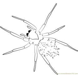 Lace Webbed Spider Dot to Dot Worksheet