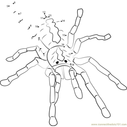 Tarantula Spider Dot to Dot Worksheet