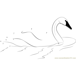 Swan Swim Dot to Dot Worksheet