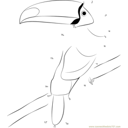 Toucan Bird Sitting on Tree Branch Dot to Dot Worksheet