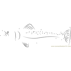 Marble Trout Dot to Dot Worksheet