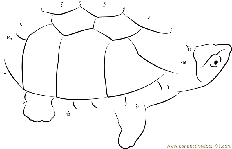 Musk Turtle dot to dot printable worksheet - Connect The Dots