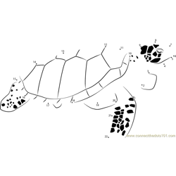 Sea Turtle Dot to Dot Worksheet