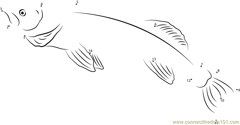 walleye coloring pages - photo #26